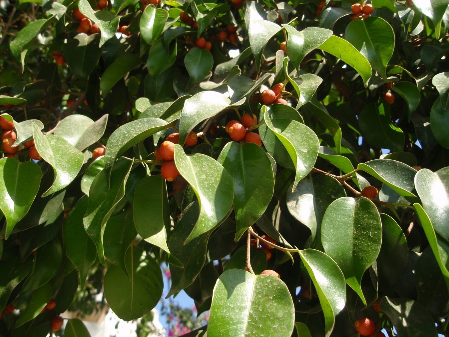 تصویر a-134.jpg گیاه توت 
