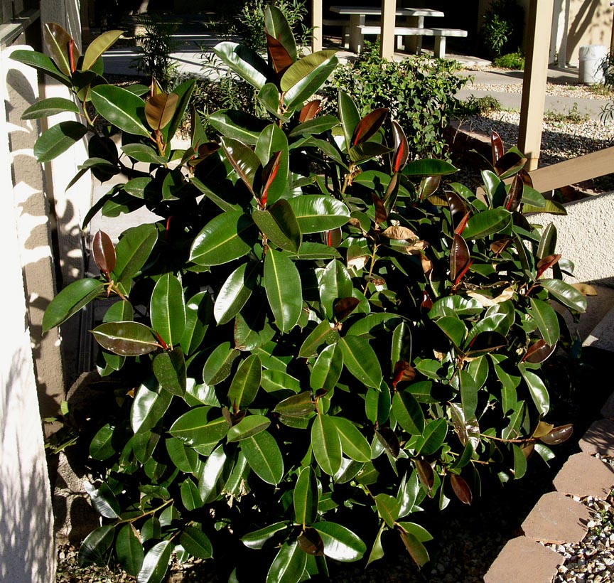 تصویر a-136.jpg گیاه فیکوس