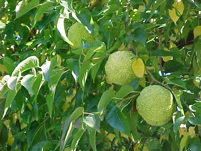 تصویر c-139.jpg گیاه توت امریکایی