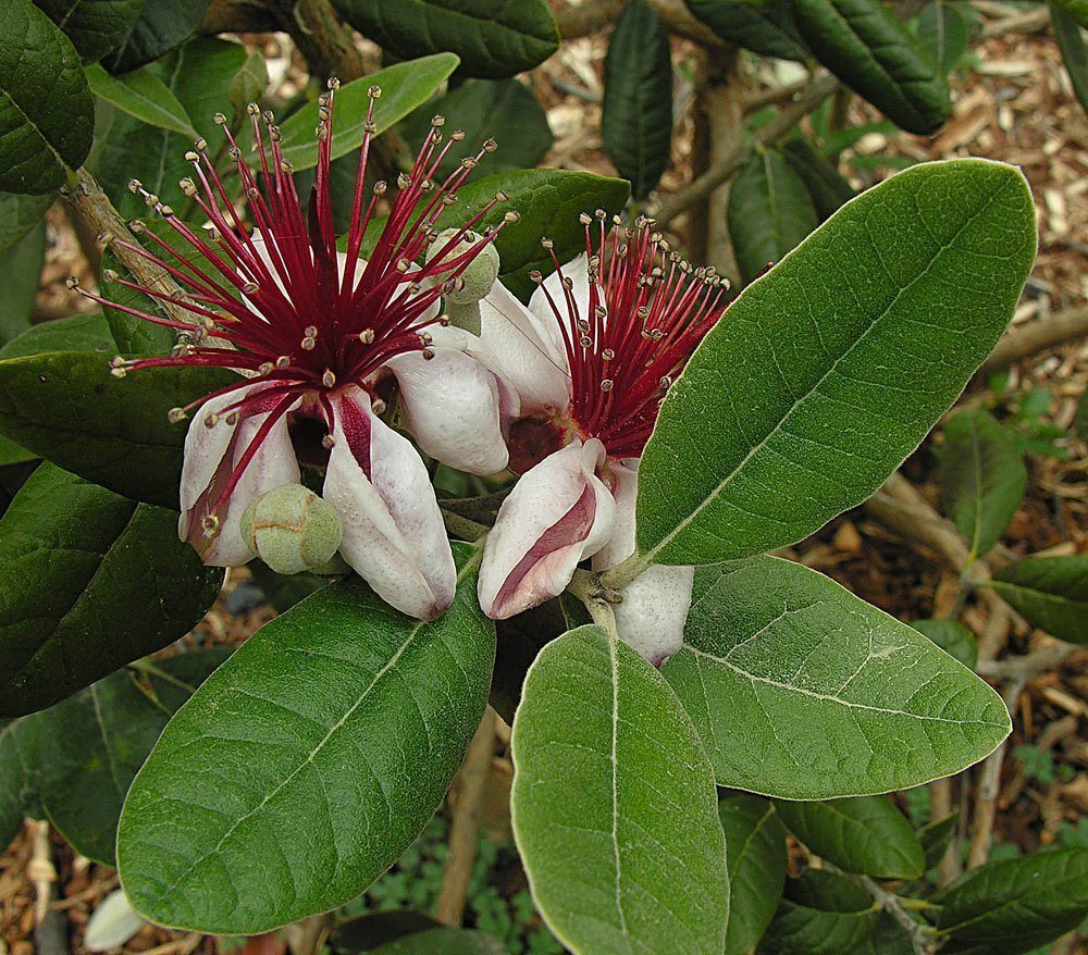 تصویر c-146.jpg گیاه فی جوآ
