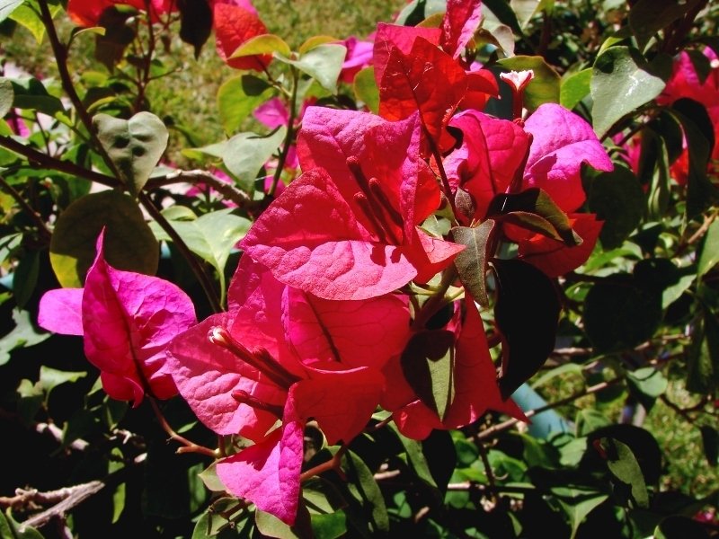 تصویر c-150.jpg گیاه گل کاغذی
