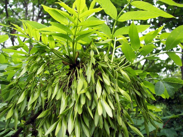 تصویر c-152.jpg گیاه زبان گنجشک(ون)