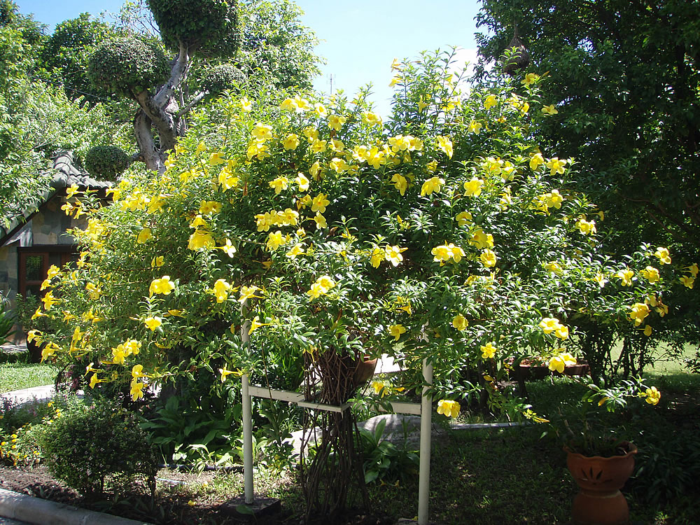 تصویر b-19.jpg گیاه پیچ آلاماندا(شیپور طلایی)