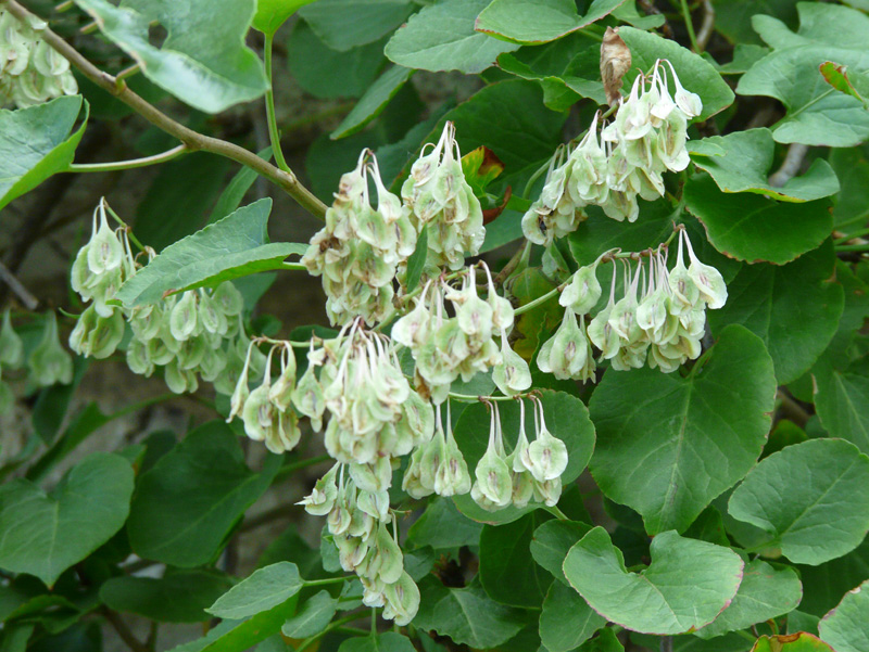 تصویر c-192.jpg گیاه پیچ برفی(هفت بند)