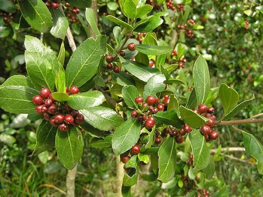 تصویر a-202.jpg گیاه سیاه تنگرس صخره روی(گردوی کوهی)