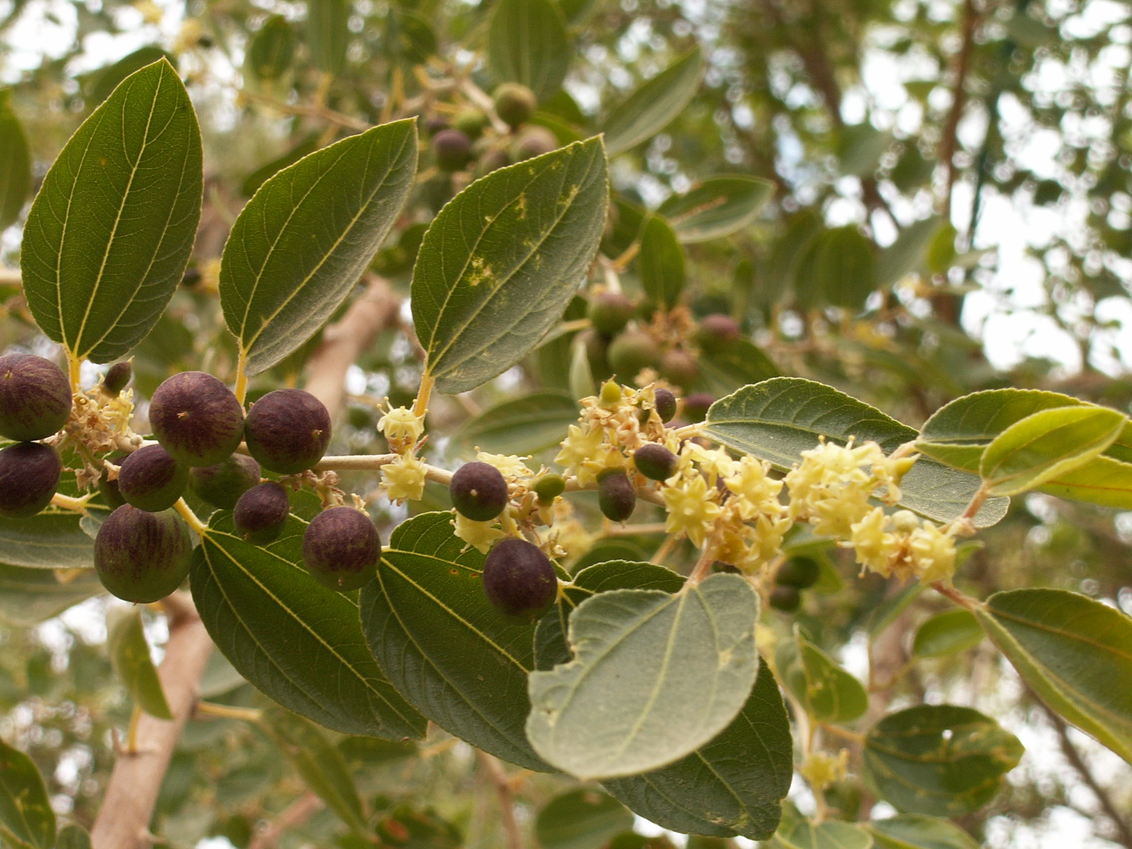 تصویر a-203.JPG گیاه کنار 