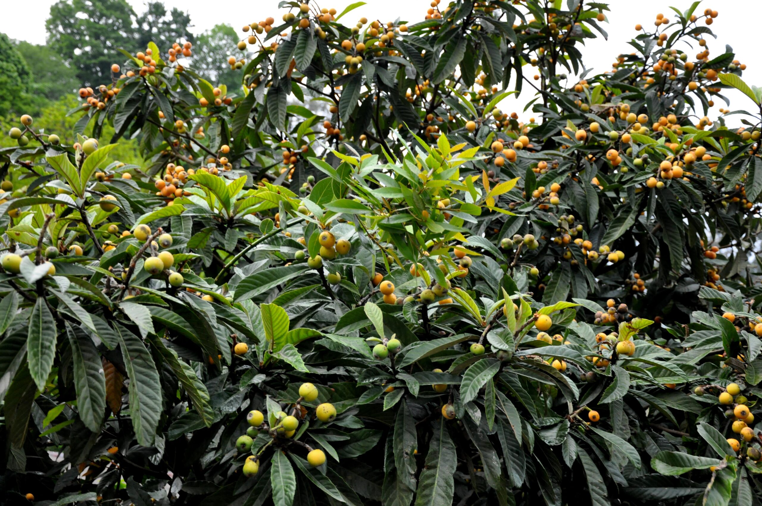 تصویر b-209.jpg گیاه ازگیل ژاپنی
