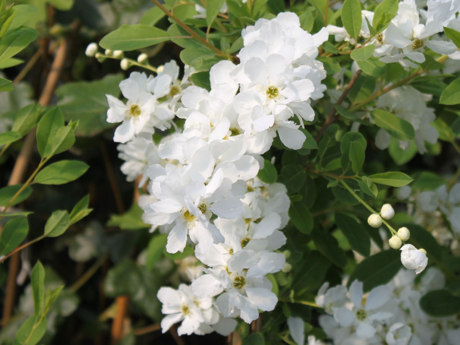 تصویر a-213.jpg گیاه (null)