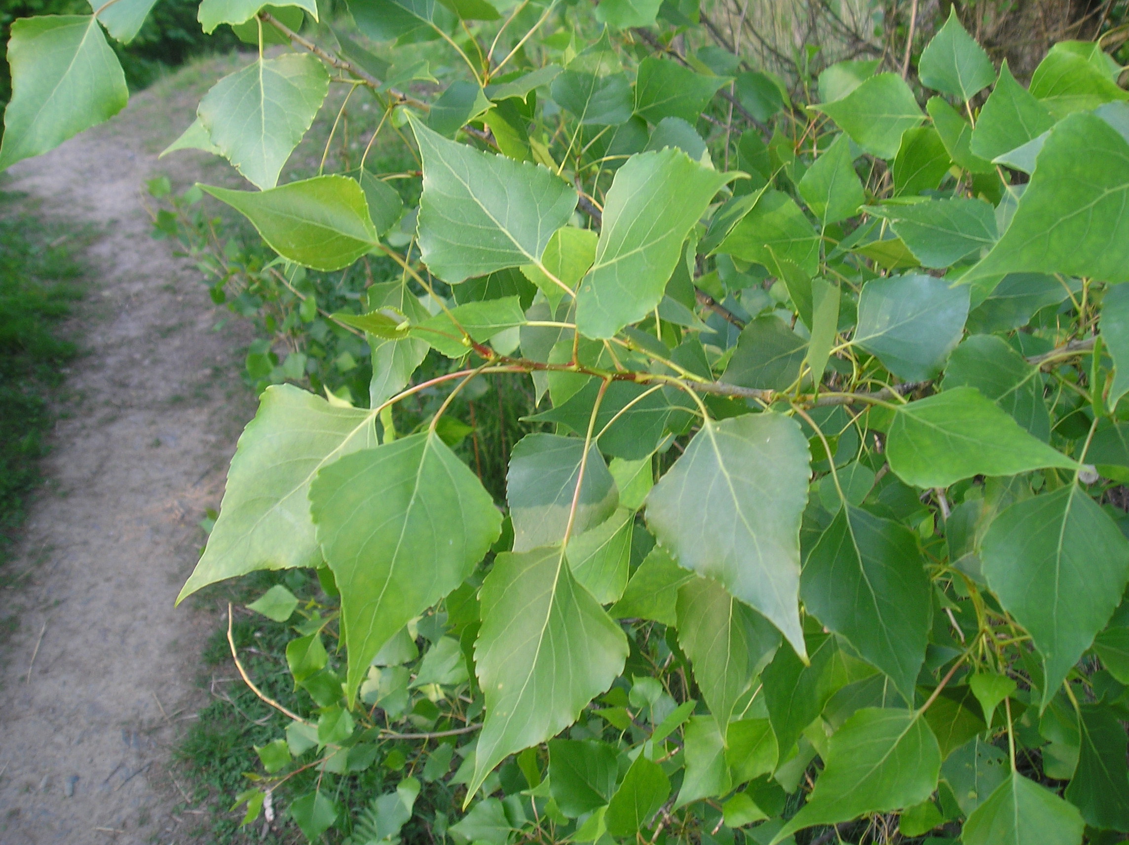 تصویر b-229.jpeg گیاه تبریزی