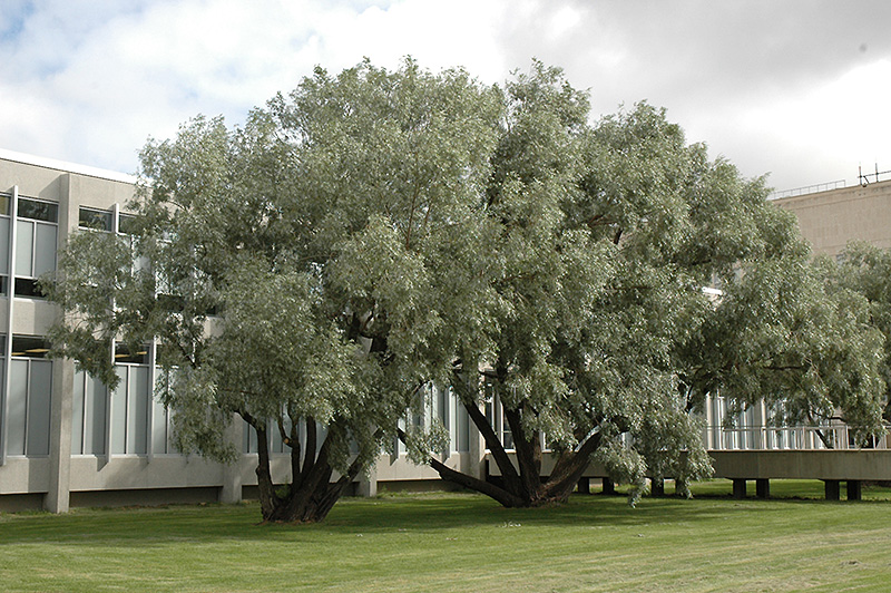 تصویر c-230.jpg گیاه بیدسفید