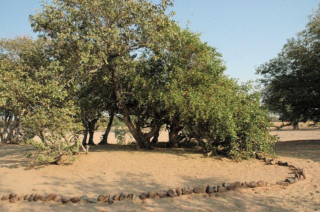 تصویر c-232.jpg گیاه چوج(درخت مسواک)