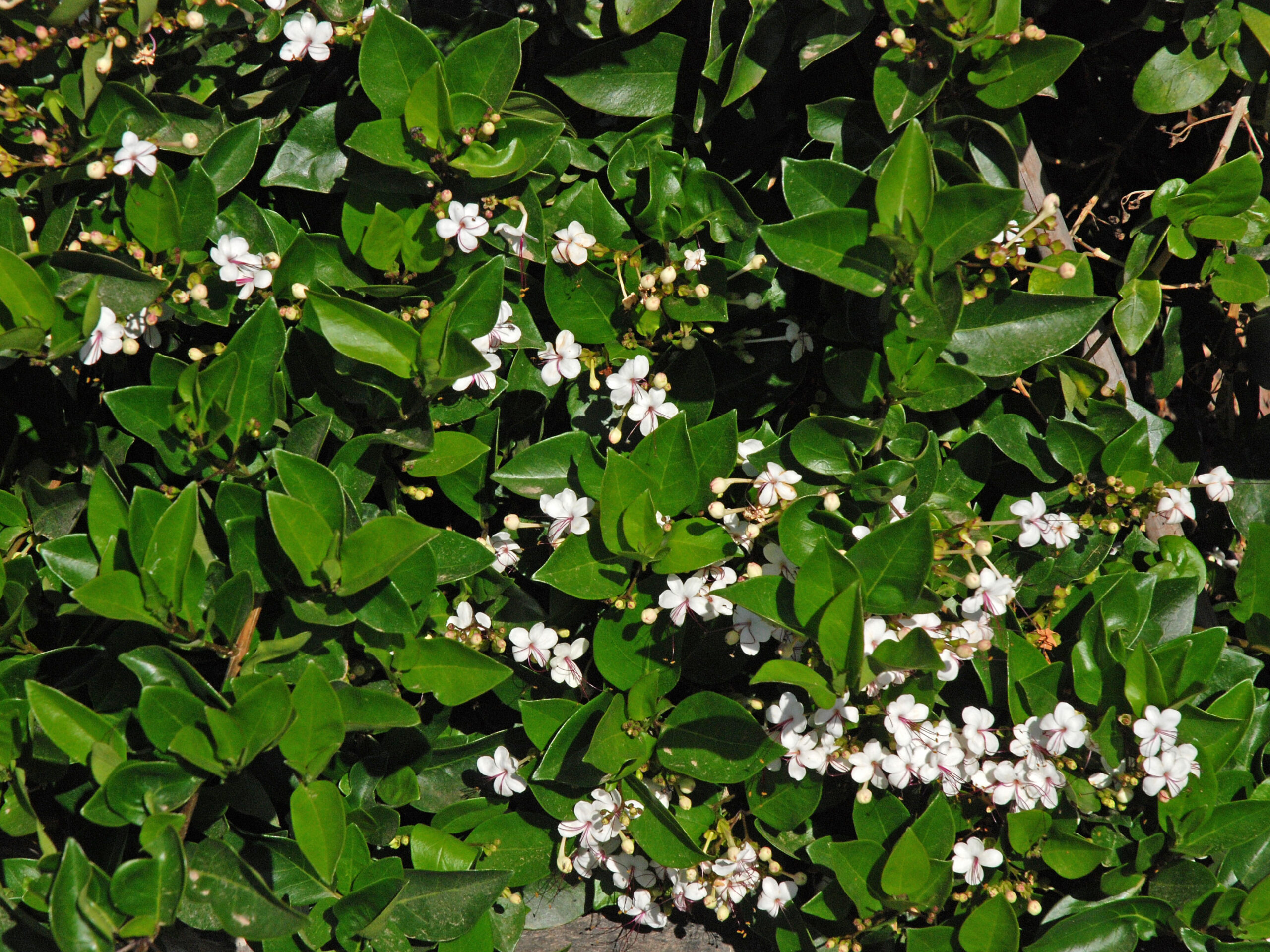 تصویر a-255.JPG گیاه معین التجاری(مورد آبادان)