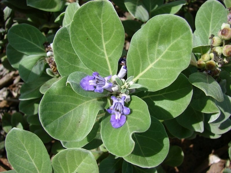 تصویر c-258.jpg گیاه پیچ انگشت هندی (دست مریم)