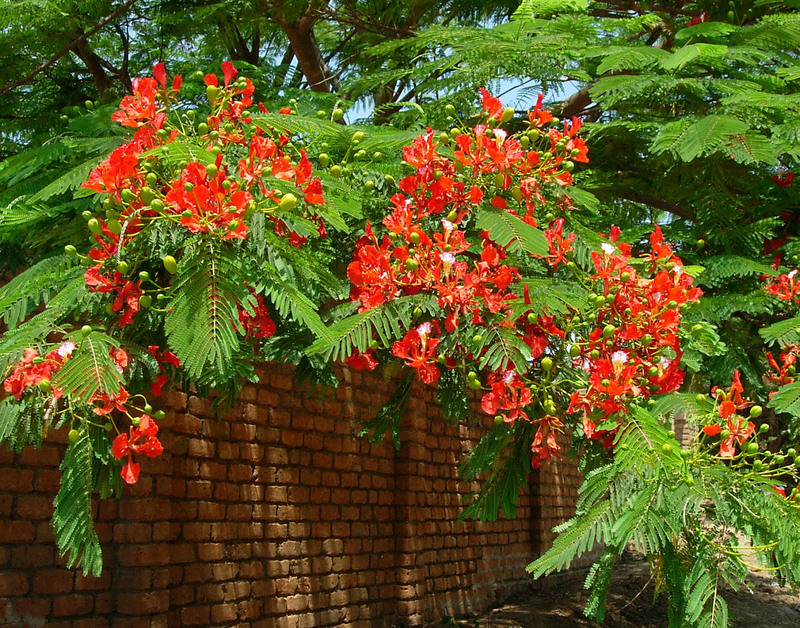 مشعلی 3 تصویر b-40.JPG گیاه مشعلی