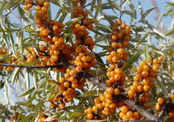تصویر a-77.jpg گیاه سنجد تلخ