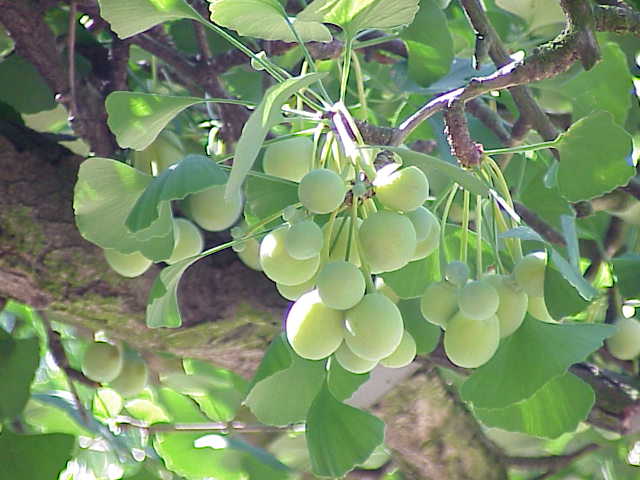 تصویر a-89.jpg گیاه ژینکو
