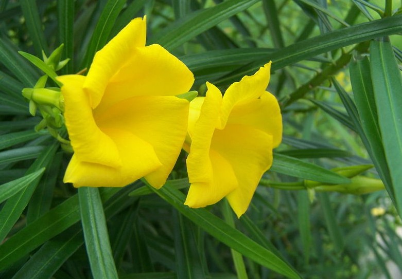 تصویر b-9.jpg گیاه توتیا(خرزهره زرد)