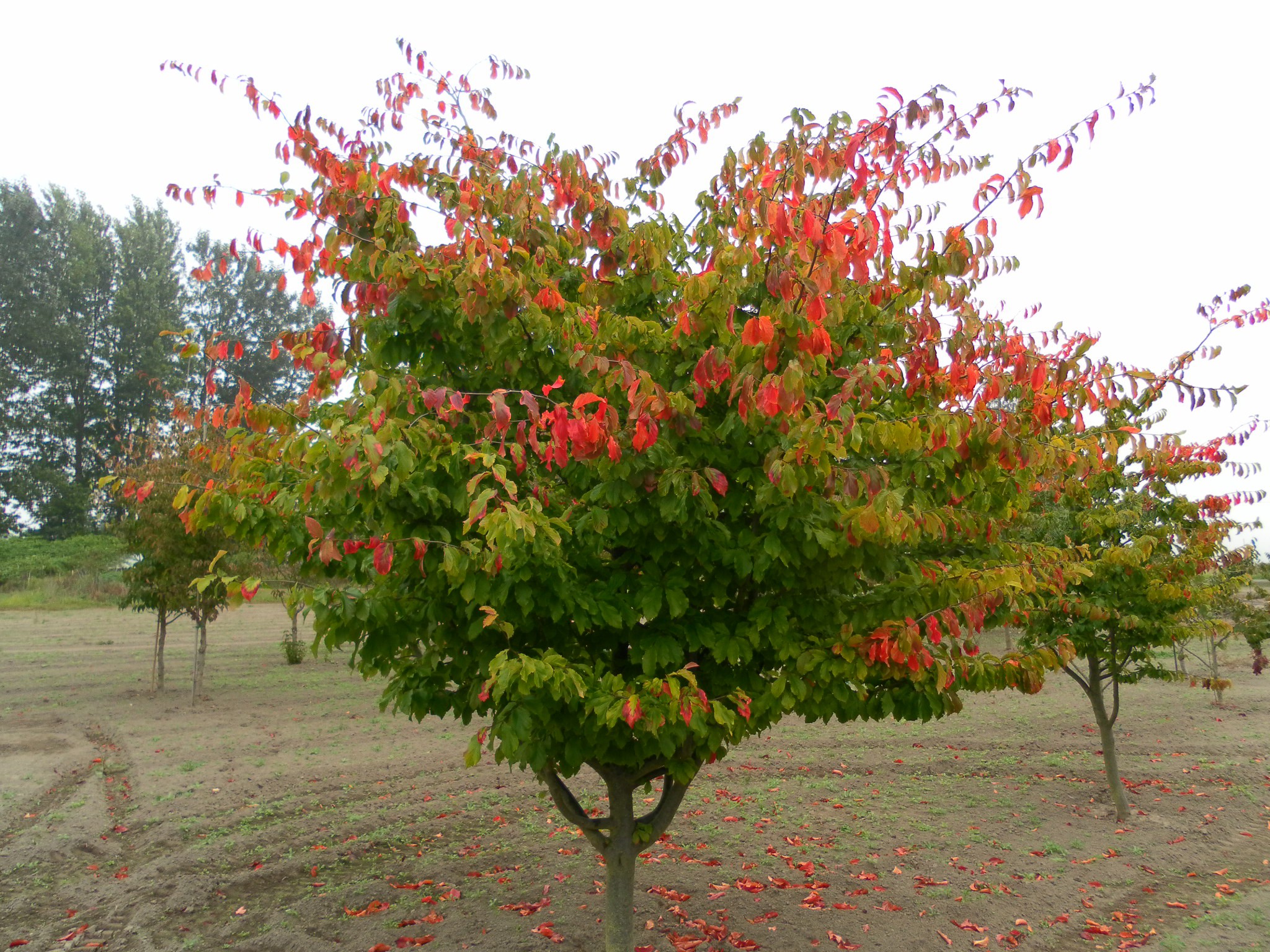 تصویر b-91.jpg گیاه انجیلی