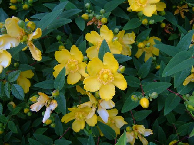 گل راعی، گل چایی 3 تصویر b-97.jpg گیاه گل راعی، گل چایی