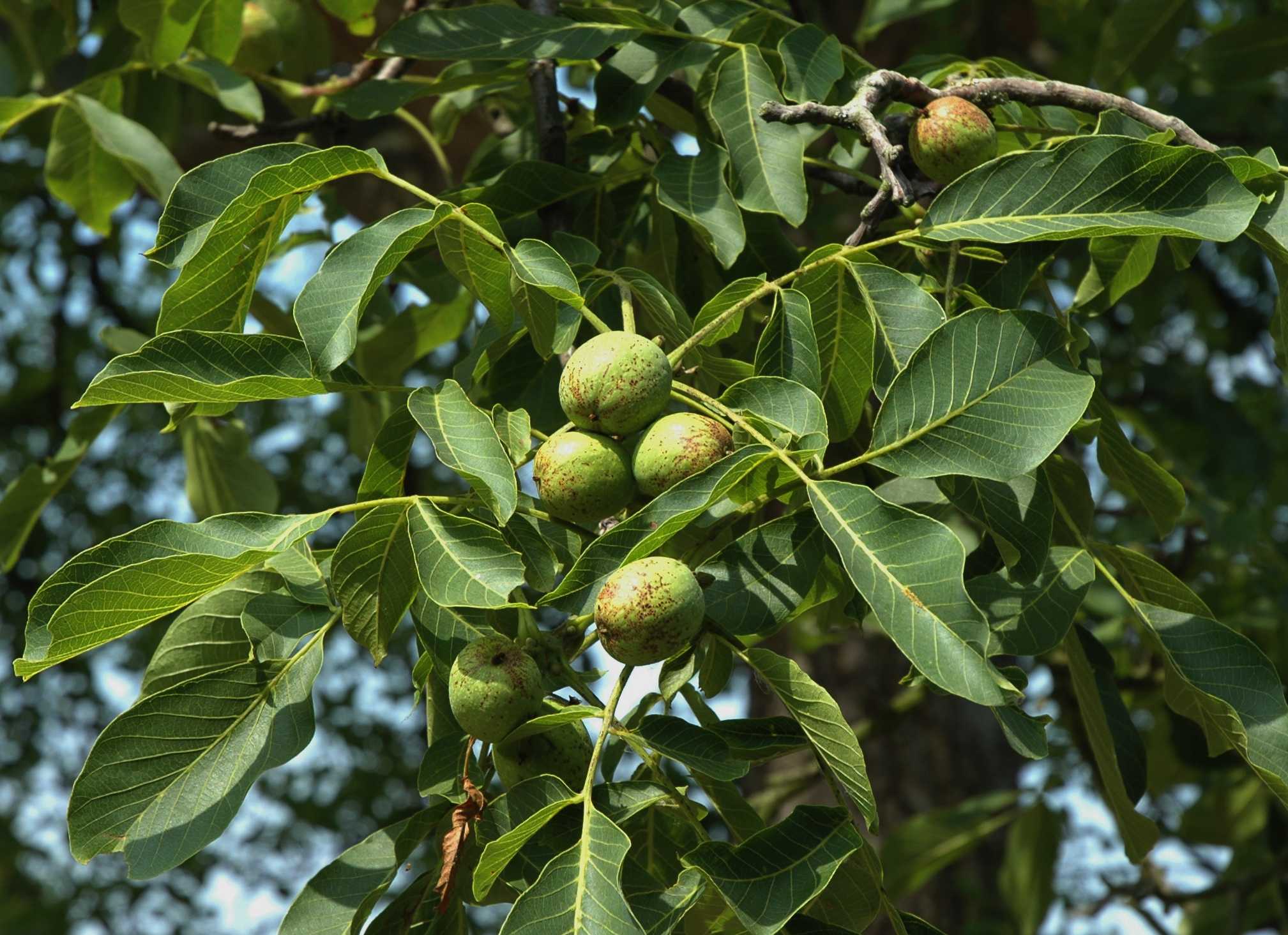 تصویر c-99.jpg گیاه گردو