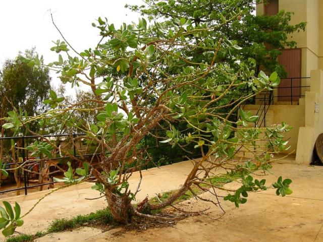 تصویر c-12.JPG گیاه استبرق(خرگ، کرک)