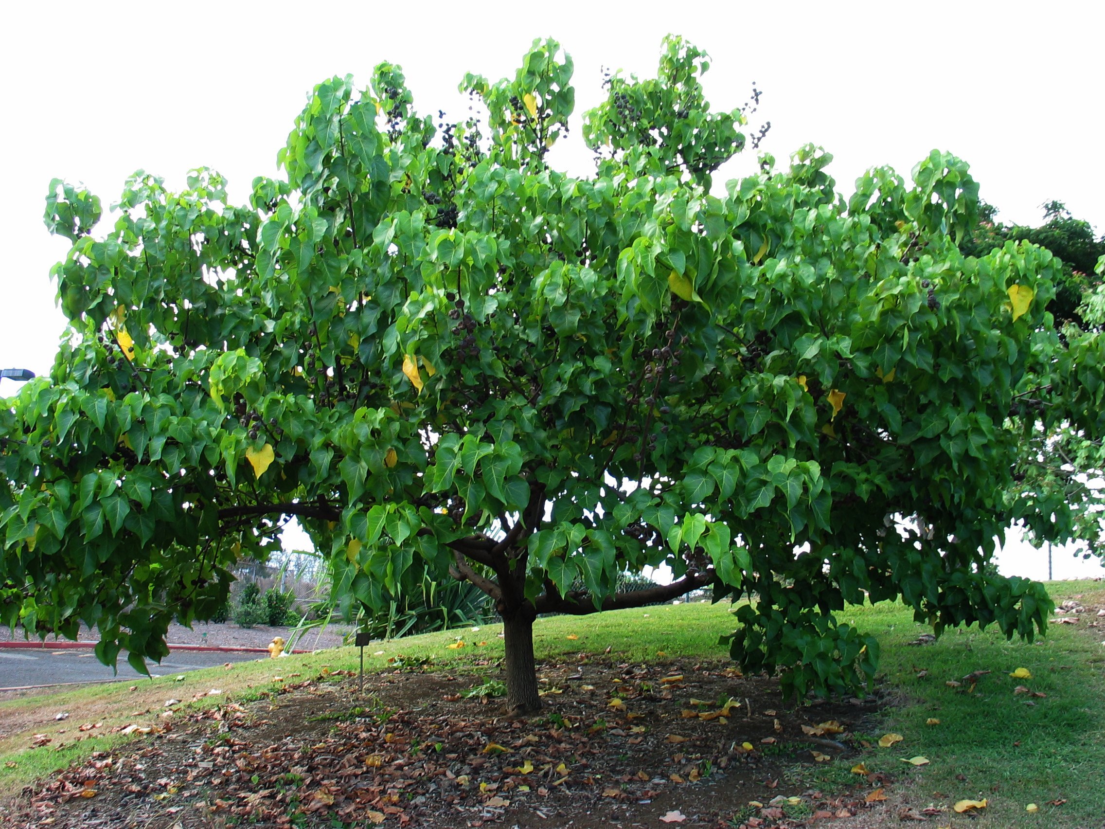 تصویر a-120.jpg گیاه لاله هندی