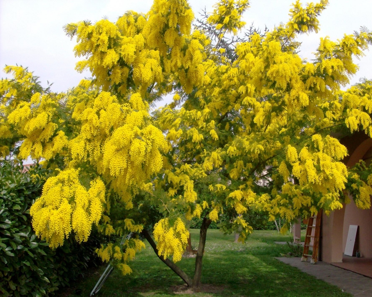 تصویر a-123.jpg گیاه آکاسیای نقره ای(میموزا)
