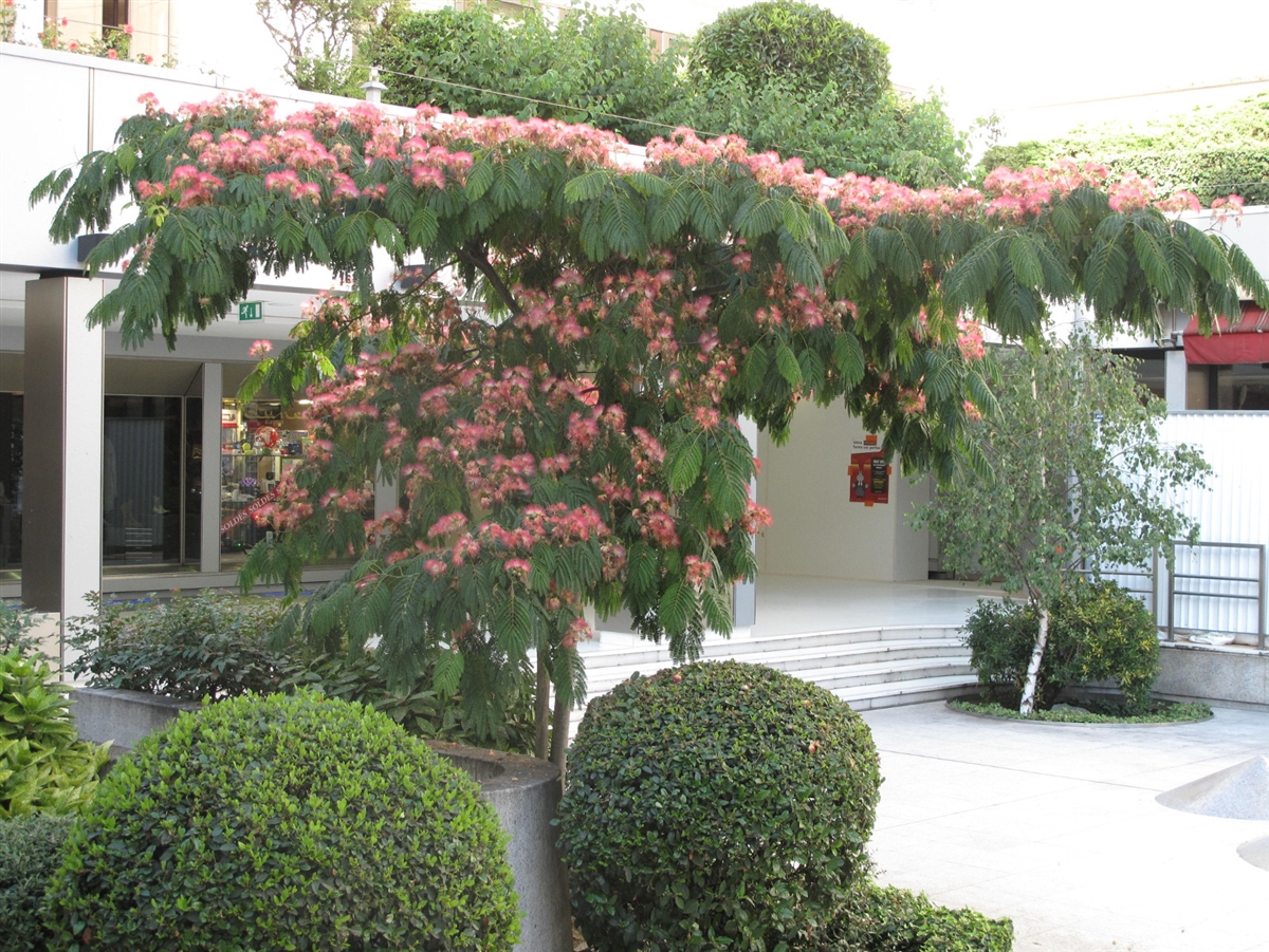 تصویر c-126.jpg گیاه شب خسب(درخت ابریشم)