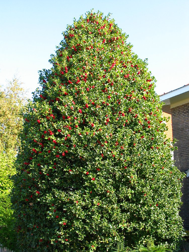 تصویر c-13.jpg گیاه خاس