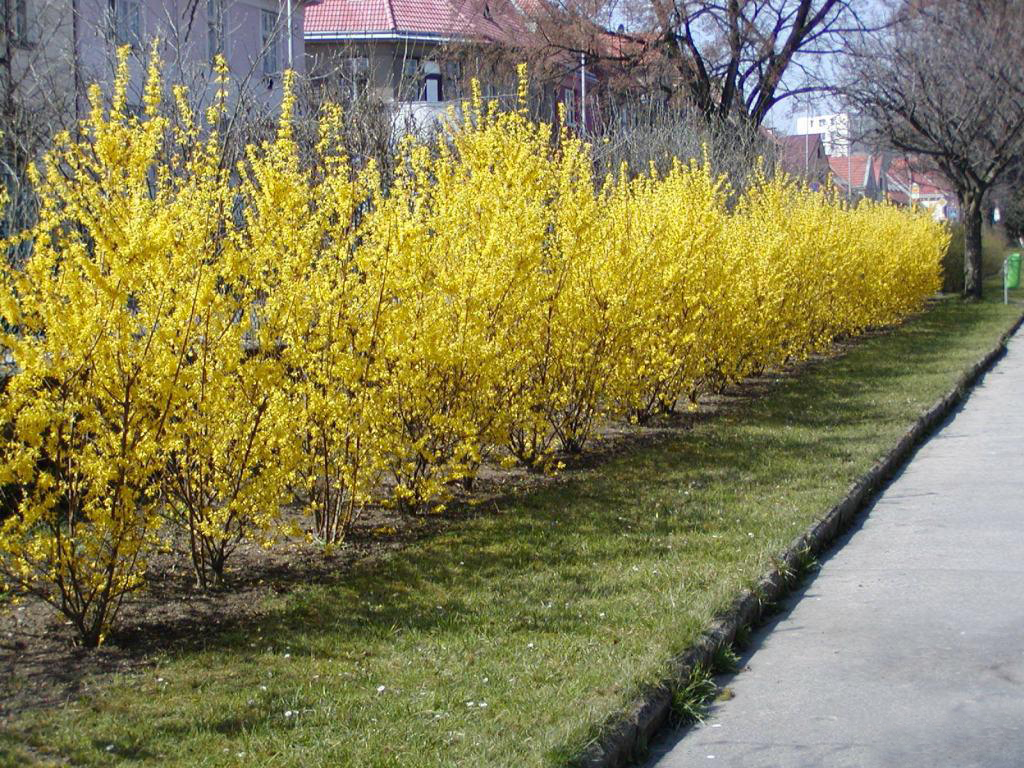 تصویر c-151.jpg گیاه یاس زرد