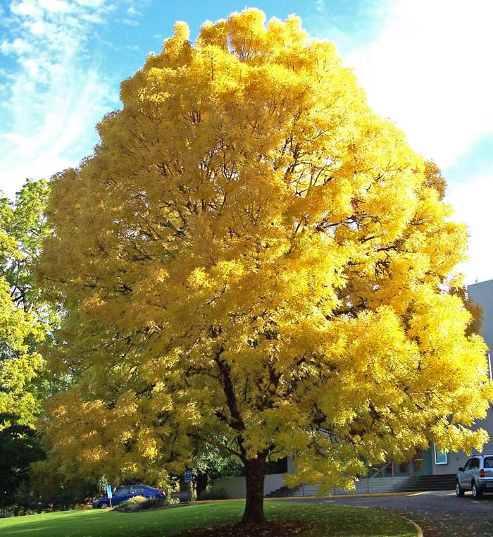 تصویر c-152.jpg گیاه زبان گنجشک(ون)