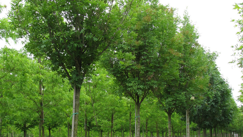 زبان گنجشک گل 3 تصویر c-153.jpg گیاه زبان گنجشک گل