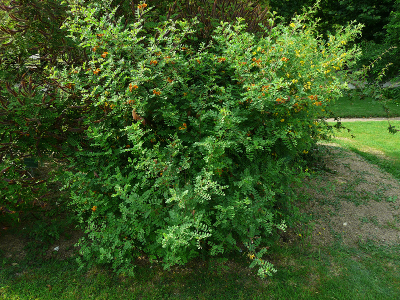 تصویر a-166.jpg گیاه دغدغک