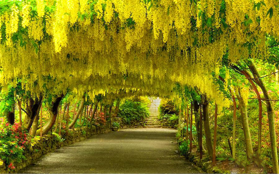 تصویر a-170.jpg گیاه درخت پروانه