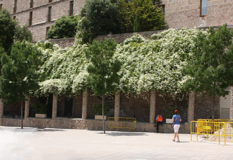 تصویر c-192.jpg گیاه پیچ برفی(هفت بند)