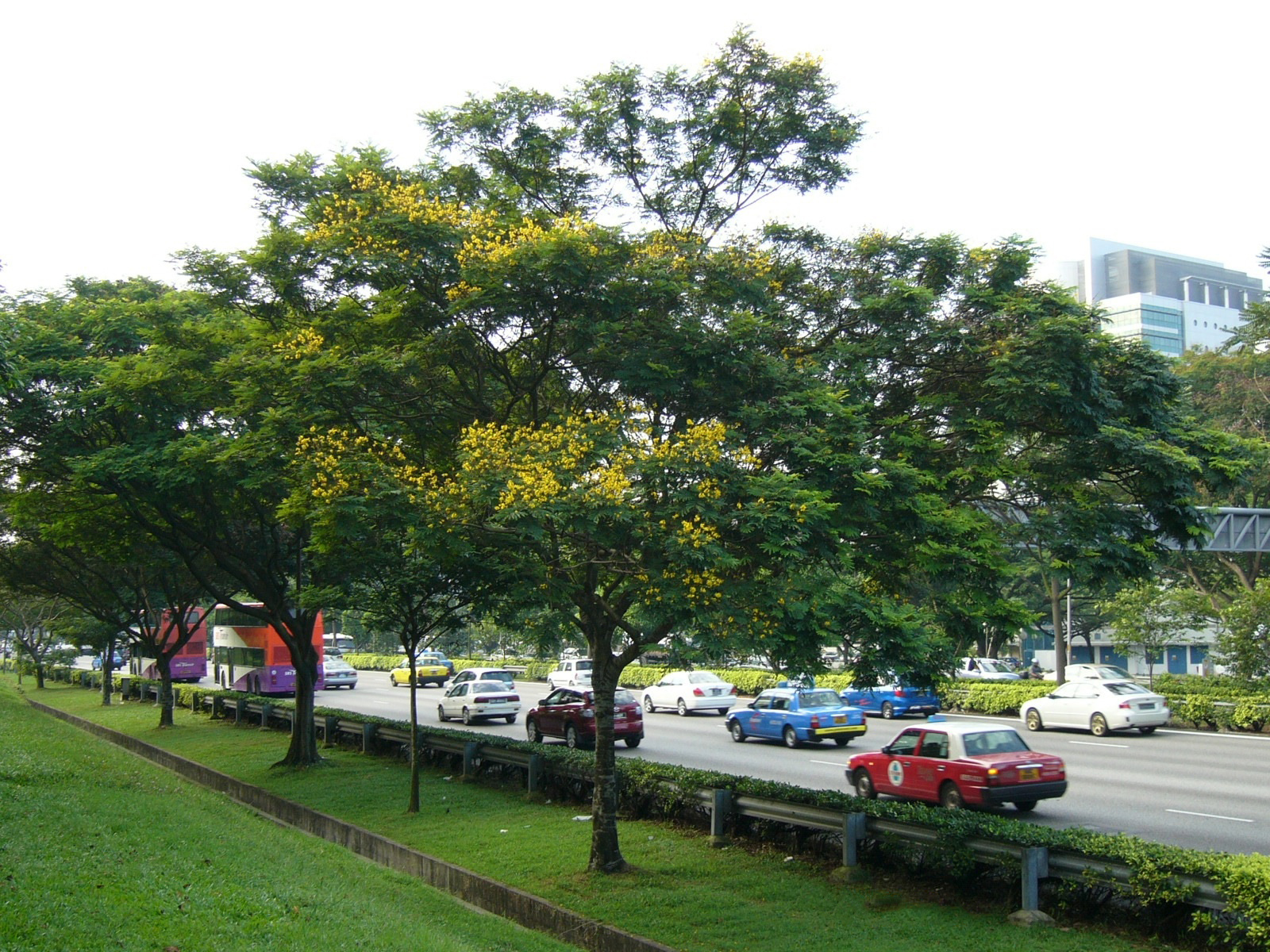 پرند 3 تصویر c-193.jpg گیاه پرند