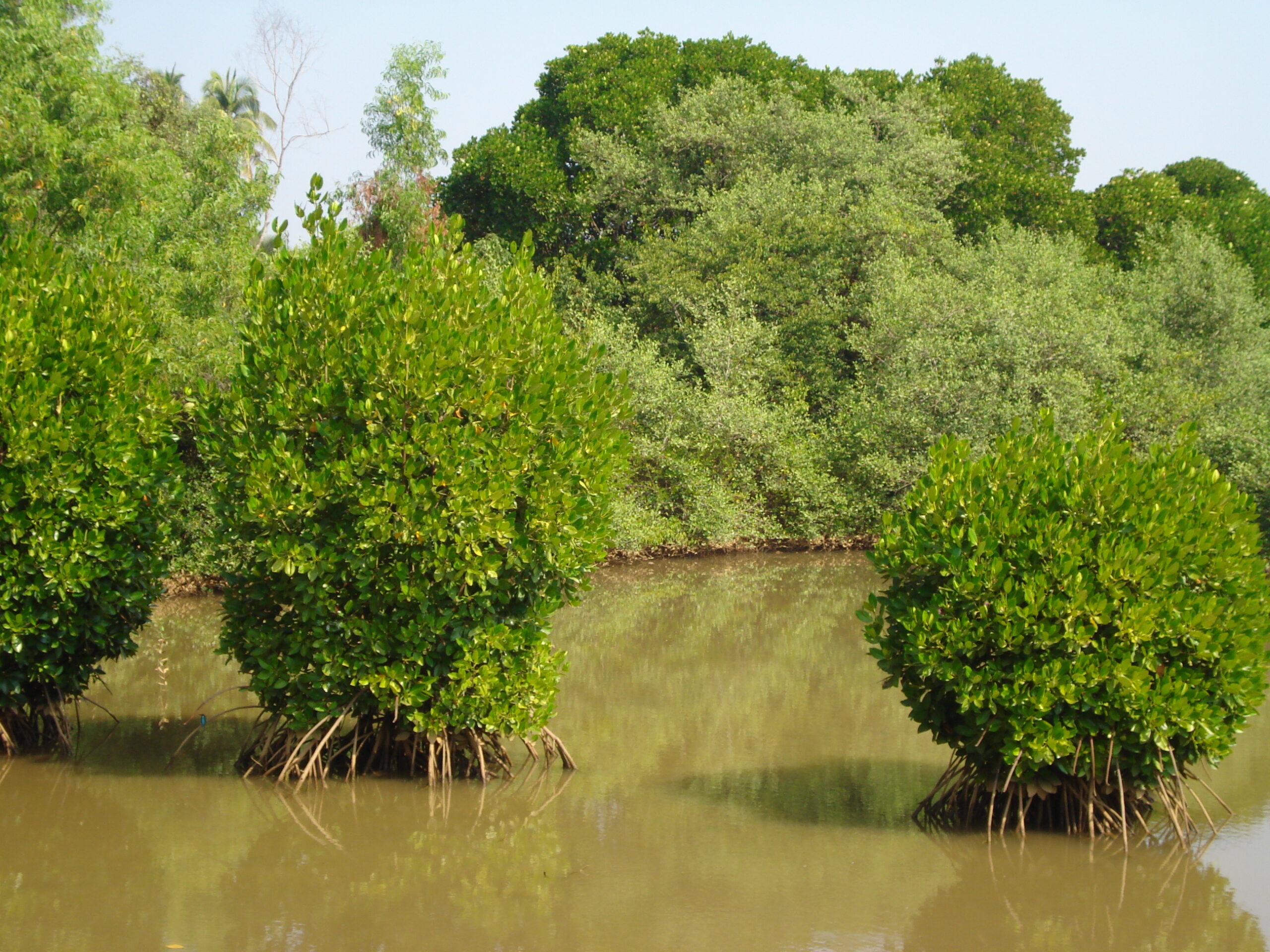 تصویر a-204.jpg گیاه چندل