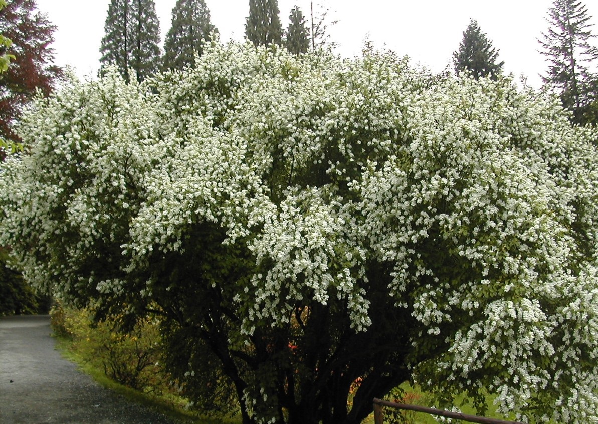 تصویر a-213.jpg گیاه (null)