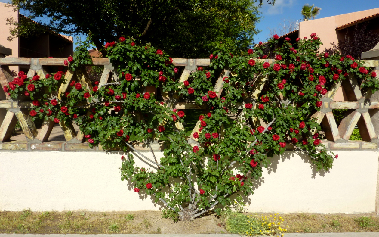 تصویر b-221.jpg گیاه رز