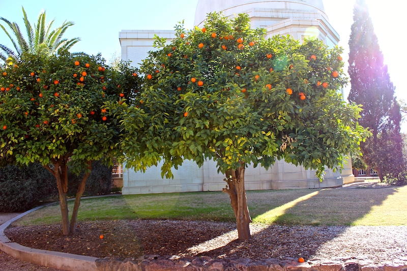 تصویر c-227.JPG گیاه نارنج