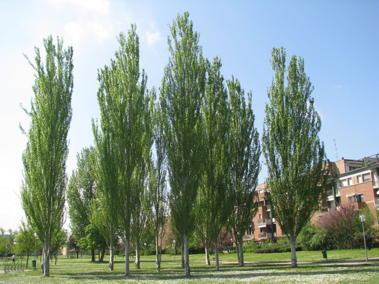 تصویر a-228.jpg گیاه سپیدار(کبوده)