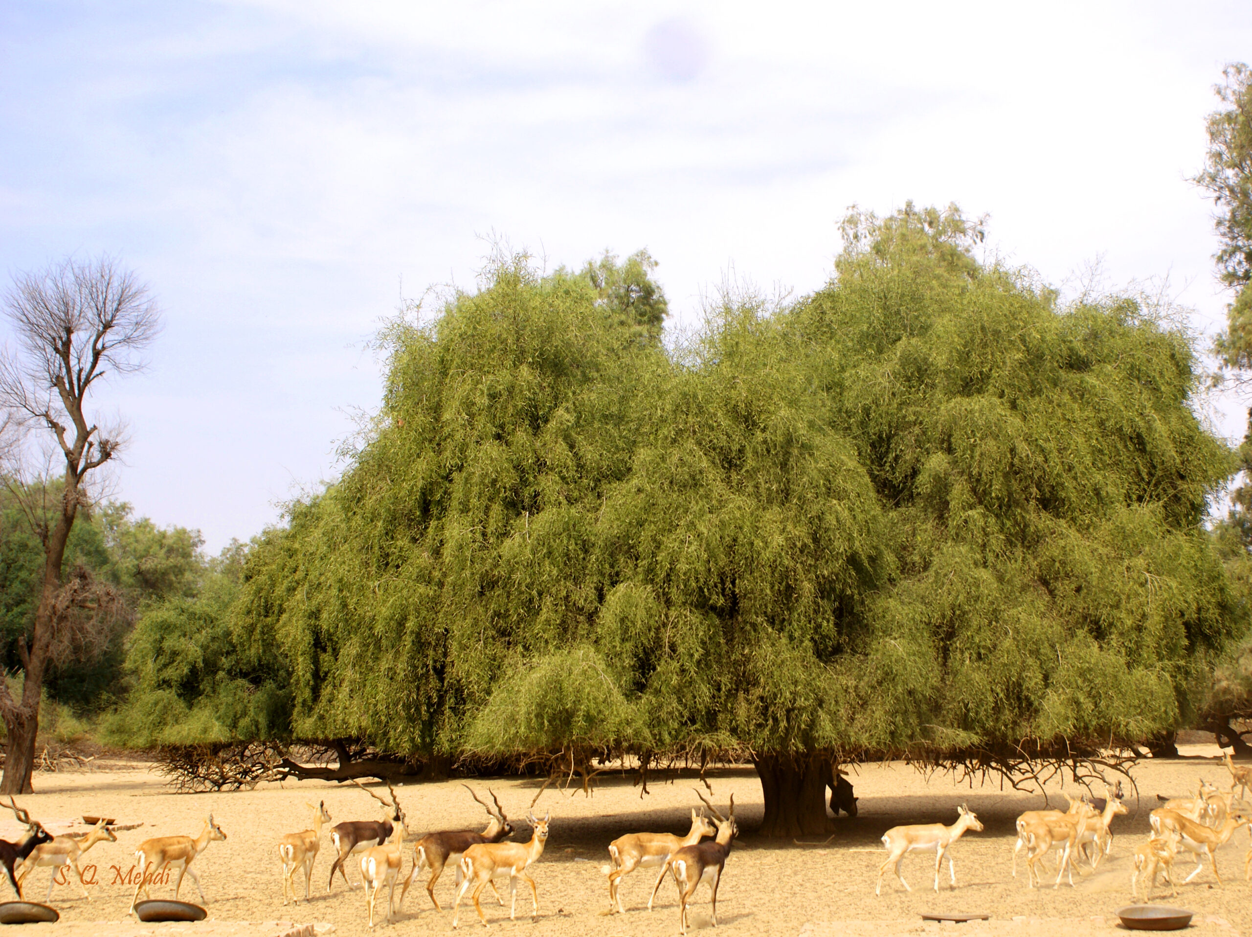 تصویر c-232.jpg گیاه چوج(درخت مسواک)