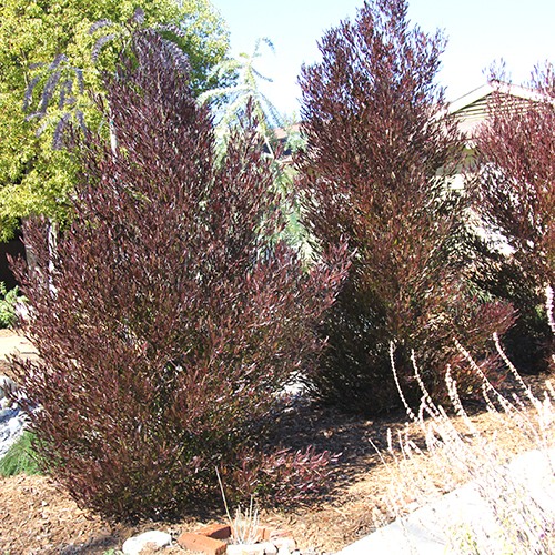 تصویر c-233.jpg گیاه ناترک