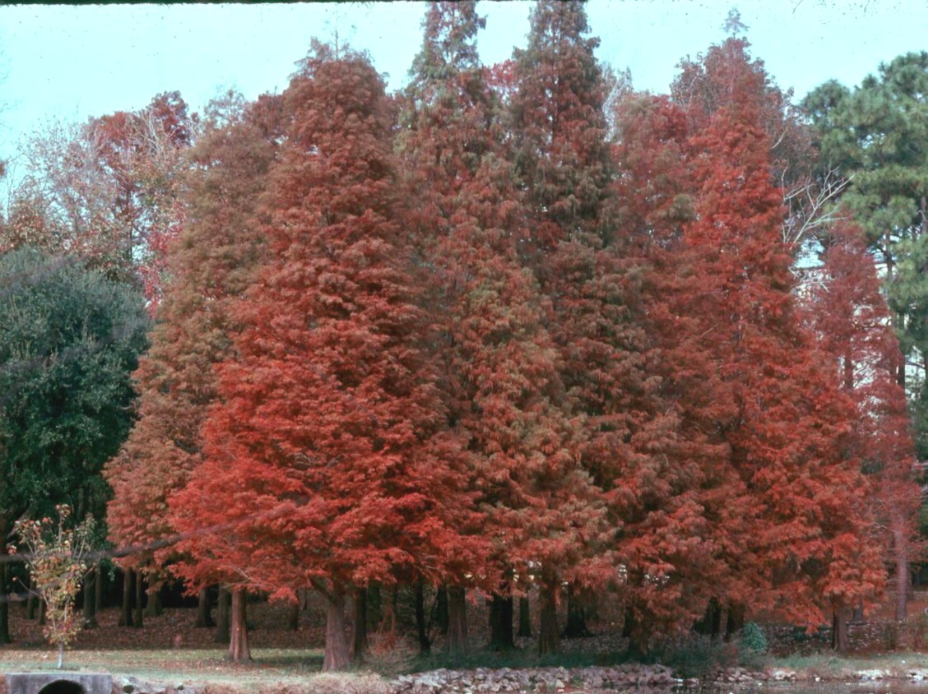 سرومردابی(دارتالاب) 2 تصویر a-247.jpg گیاه سرومردابی(دارتالاب)
