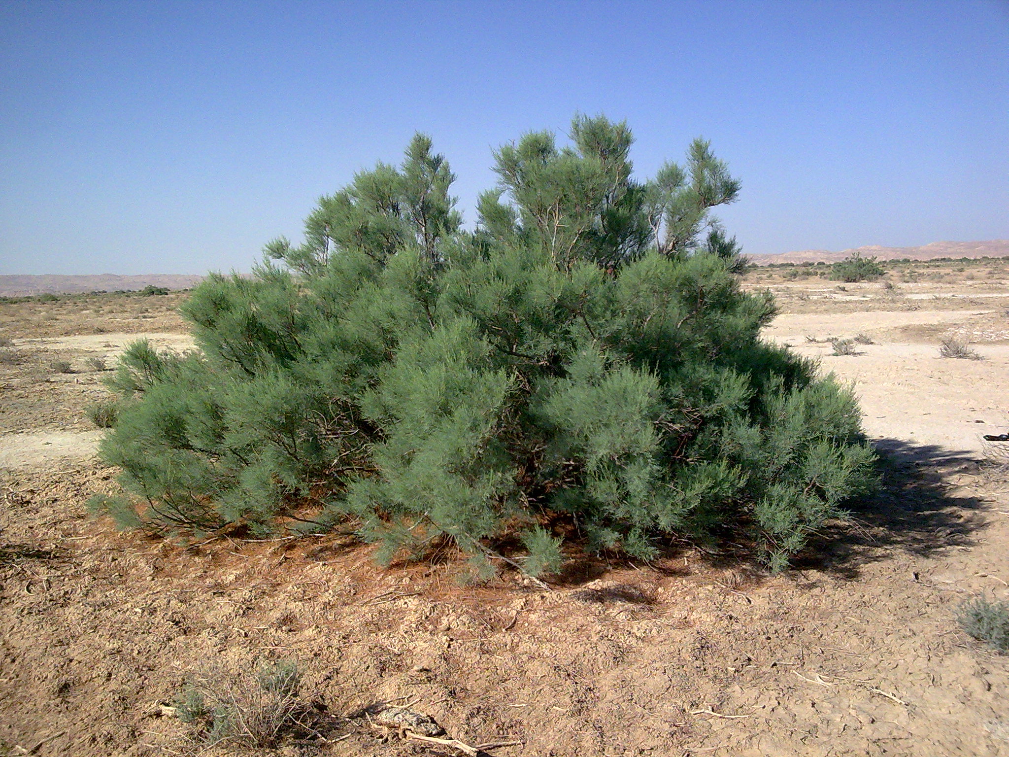 پوترو 2 تصویر a-250.jpg گیاه پوترو