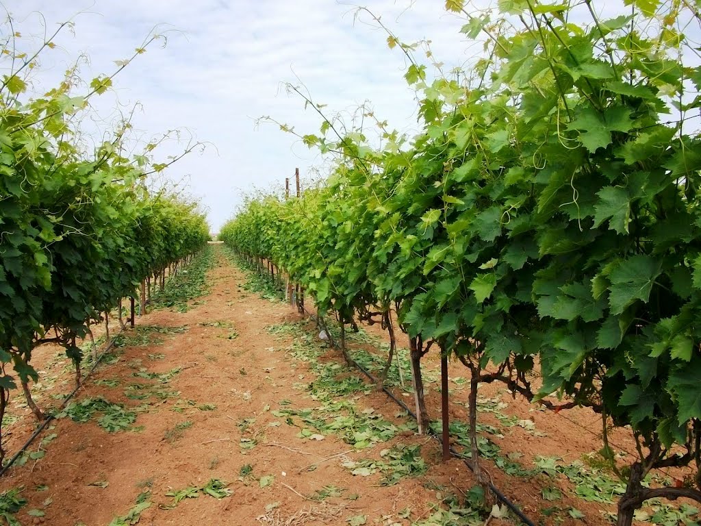 تصویر c-260.jpg گیاه انگور