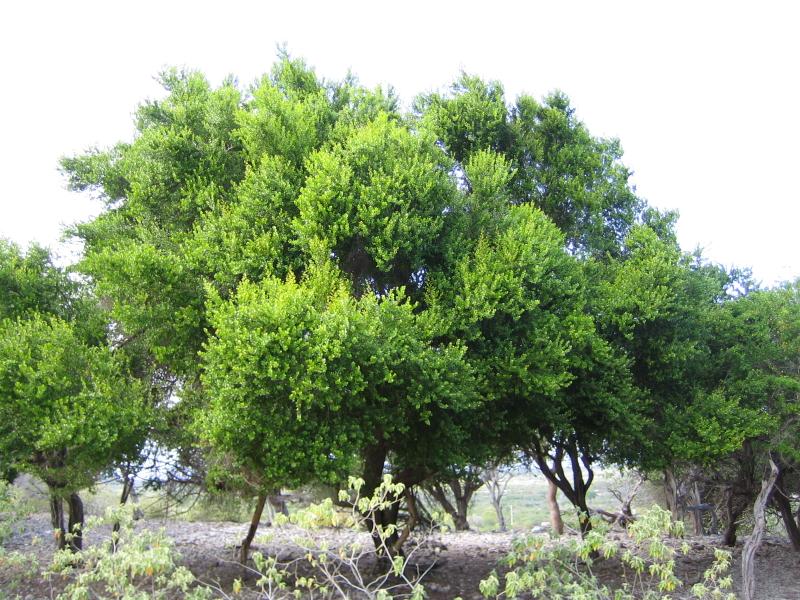 پاک چوبه ( درخت زندگی) 2 تصویر b-261.jpg گیاه پاک چوبه ( درخت زندگی)