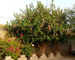 تصویر b-262.jpg گیاه سپستان(لیم، انبو،چسب)