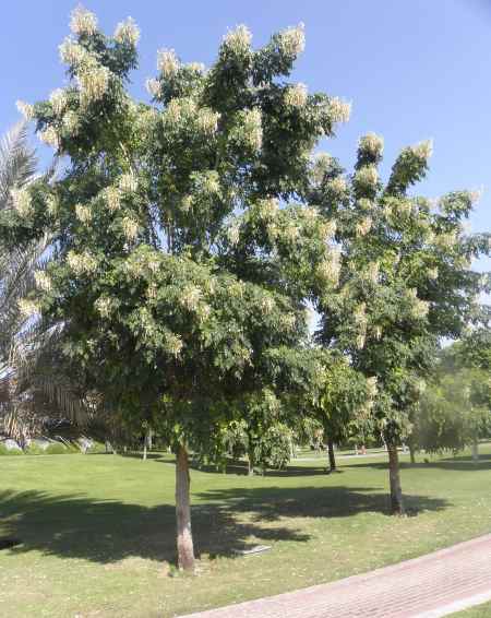 تصویر a-29.jpg گیاه یاس درختی( چوب پنبه هندی)