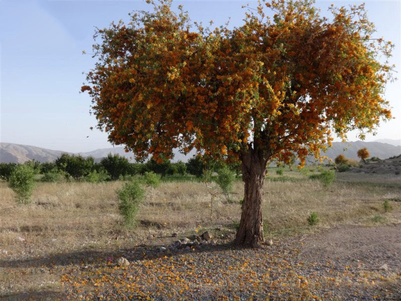 تصویر b-31.jpg گیاه انار شیطان